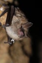 Geoffroy`s bat Myotis emarginatus Royalty Free Stock Photo